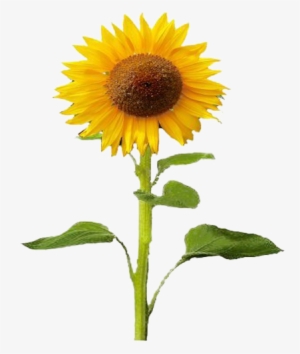 Agrícola - Sunflower Plant