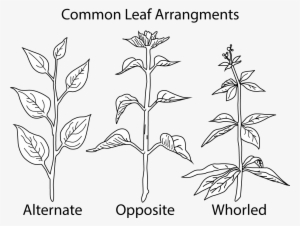 A Picture Of Different Types Of Leaf - Leaf