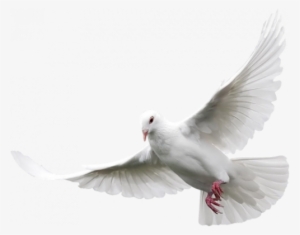 Résultats Google Recherche D'images Correspondant À - Doves Transparent