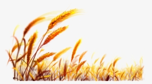 Wheat Desktop Wallpaper Harvest - Wheat Field Png
