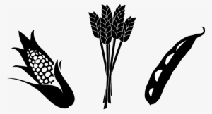Plant Vector Real - Black And White Soybean Clipart