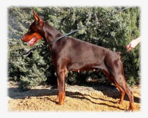 Kim - Dobermann