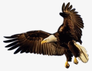 Aguila Gifs Imagenes - Eagle Psd