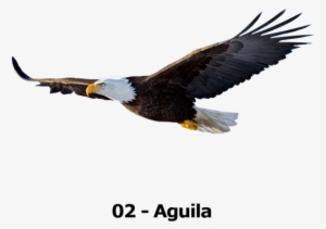 Tu Animalito - Bald Eagle Flying Png