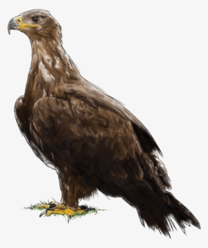 Aguila De Las Estepas