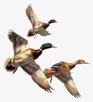 Duck Clipart Winter - Flying Ducks Png