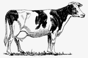 Cow - Vintage Cow Illustration Png