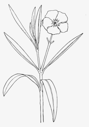 Outline, Flower, White, Plant, Bush, Oleander, Shrub - Drawing Of Yellow Oleander