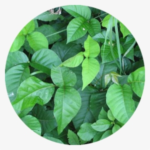 Poison Ivy - Identify Poison Ivy