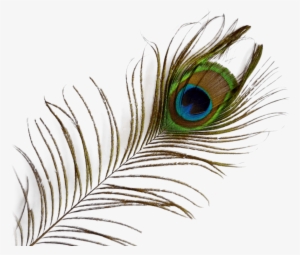 Peacock Feather Transparent Images Pngio Png Psd Peacock - Transparent Background Peacock Feather Png