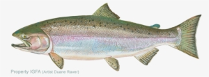 Igfa World Record - Chinook Salmon