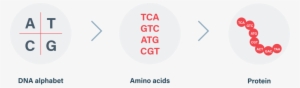 Dna Makes Protein - Circle