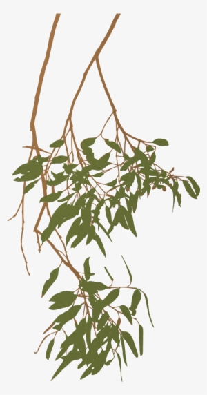 Eucalyptus Clipart Gum Tree - Gum Tree Clip Art