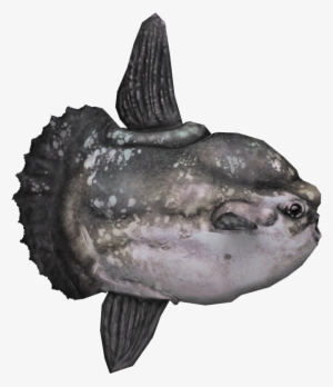 Ocean Sunfish - Mola Mola Fish Png