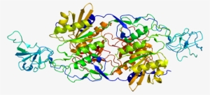 Protein Glrb Pdb 1t3e - Bapu Bommalu Of Vamana