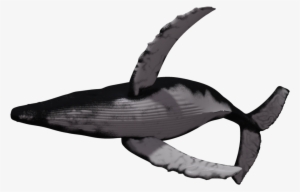 Cetacea Png Pic - Humpback Whale White Background