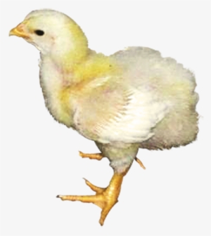 Products For Livestock - Chicken