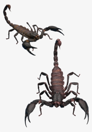Scorpion Png - Scorpion Transparent