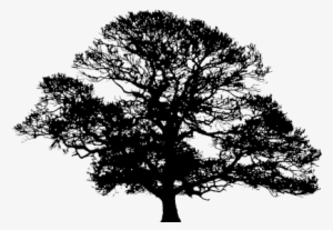 Oak Tree Silhouette Vector Free - Oak Tree Silhouette Png