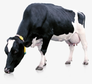 Milk Cow Png - Cow With Milk Png