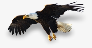 Drawn Steller's Sea Eagle Tribal - Large Bald Eagle