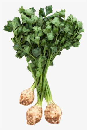 Download Fresh Celery Root With Leaves Png Image - Celery Root Png
