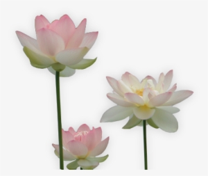 64 Images About Flower Png On We Heart It - Sacred Lotus