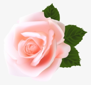 Rose Png - Rose Pink Png