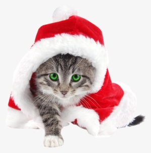 Funny Cat In Santa Christmas Hat Stock Images - Striped Cat Dressed Like Santa For Christmas