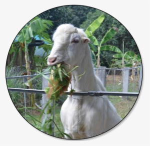 As Of July 1, 2018, Total Inventory Of Goat Was - Philippine Goat Png