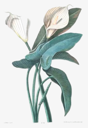 Flower Drawing Botany Botanical Illustration Illustration