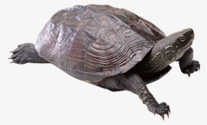 Turtle Png
