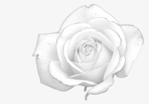 File - White-rose - Best Gift - Flower Hoodie/t-shirt/mug Black/navy/pink/white