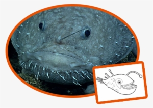 Angler Fish - Octonauts Creature Cards