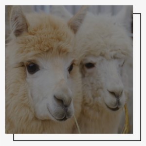 Alpaca Are Native To The High Andes Mountains Of South - Poster: Tabler's Two Fluffy Alpacas, 61x41in.