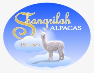 Shangrilah Alpacas Logo - Shangrilah Alpacas