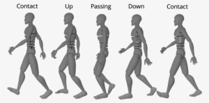 Walk Cycle Chart - Walking Blender Pose Step
