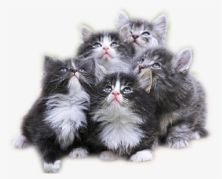 2 224 - Journal: Gray Furry Kittens