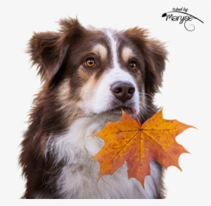 Mr Autumn Leaf For A Dog - Autumn Femme Psp Tubes