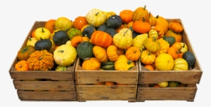 Eat, Food, Harvest, Thanksgiving - Mandarin Orange