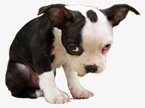 Sad Puppy Png - Sad Dog Ok Meme
