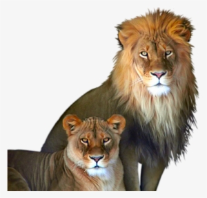Family-pride - Lion And Lioness Png