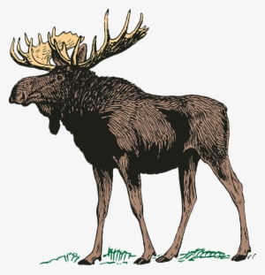 Moose, Elk Png - Transparent Moose