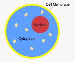 Nucleus Transparent Science - Cytoplasm Science