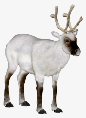 Peary Caribou 6 - Wiki