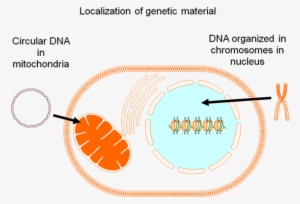 Localization Of Genetic Material In The Cell - Genetic Material In A Cell