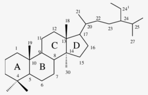 Steroid Nucleus - Холестерин Нумерация Атомов