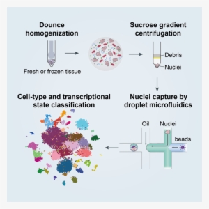 Advanced Gene Search - Cell