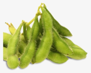 Soybean Sourcing - Common Bean