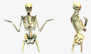 Transparent Bone Human - Bones Science